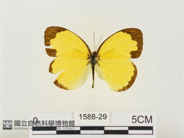 島嶼黃蝶、江崎黃蝶藏品圖，第1張