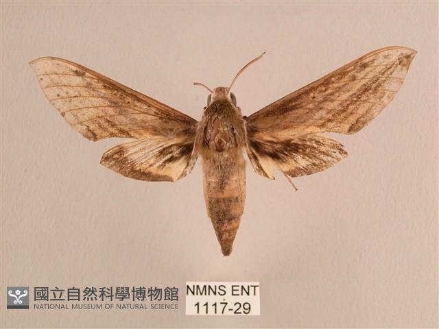 背線天蛾藏品圖，第1張