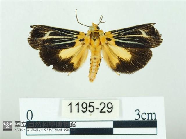 黃肩奇蛾藏品圖，第1張