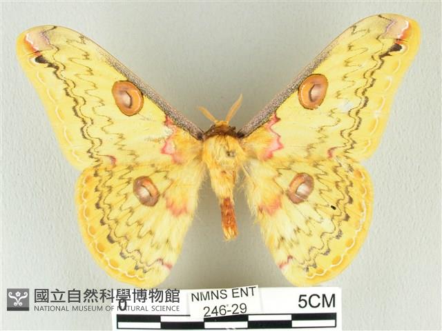 黃豹天蠶蛾藏品圖，第1張