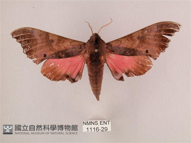 桃紅六點天蛾藏品圖，第1張