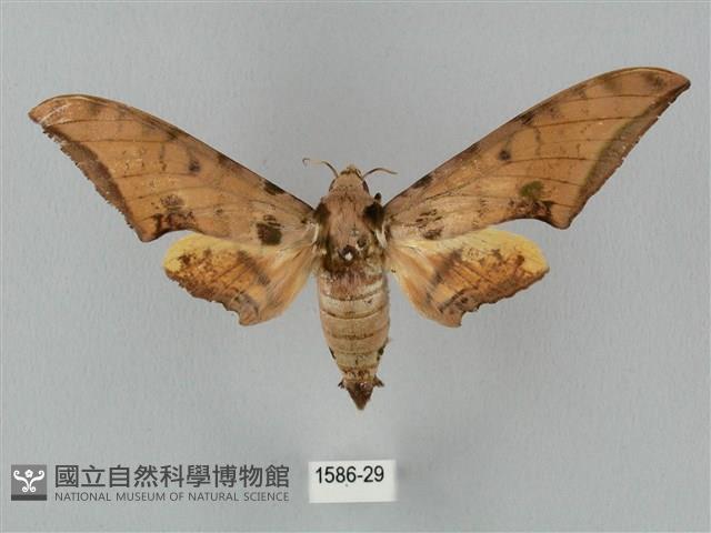 裂斑鷹翅天蛾藏品圖，第1張