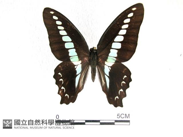 青帶鳳蝶藏品圖，第1張