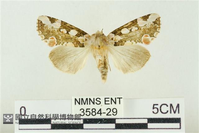 連珠波紋蛾藏品圖，第1張