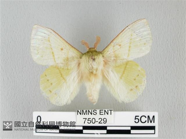 青枯葉蛾藏品圖，第1張