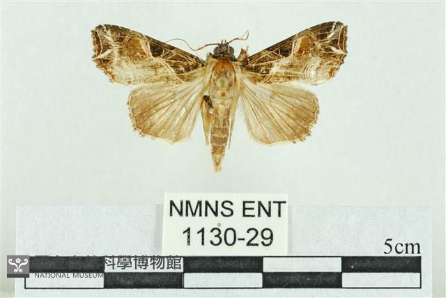 粉紅帶散紋夜蛾藏品圖，第1張