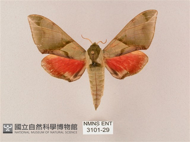 榆綠天蛾藏品圖，第1張