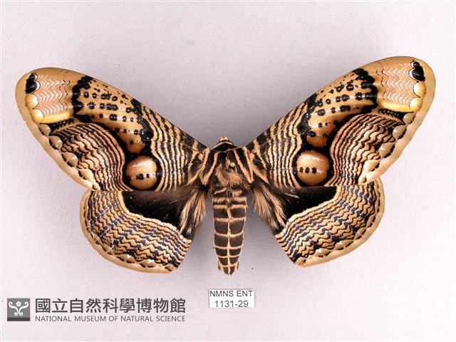 枯球籮紋蛾藏品圖，第1張