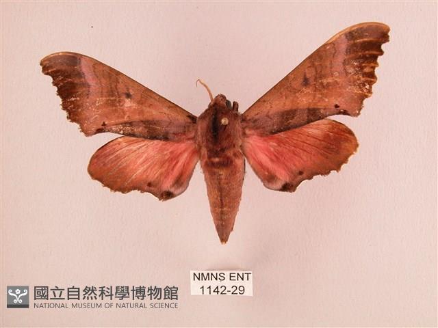 桃紅六點天蛾藏品圖，第1張