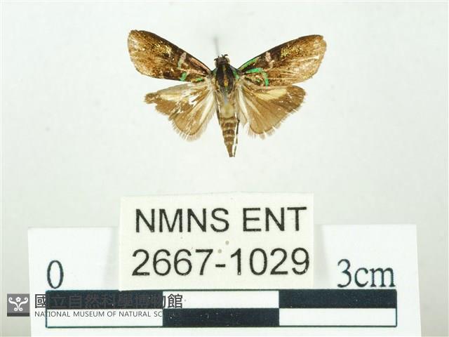 叉紋閃舞蛾藏品圖，第1張