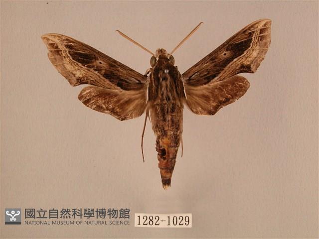 斜線天蛾藏品圖，第1張