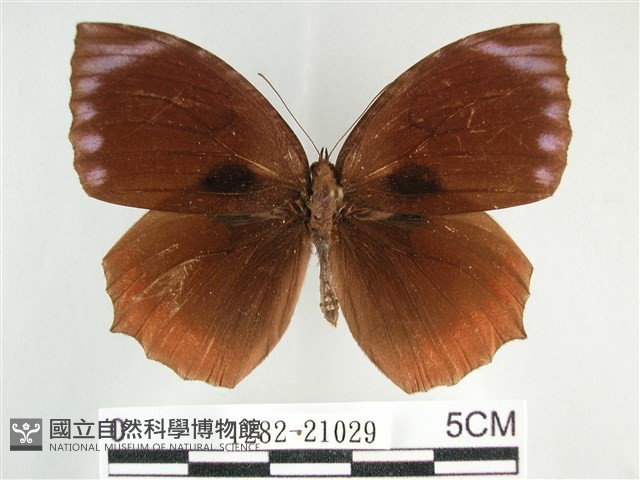 藍紋鋸眼蝶藏品圖，第1張