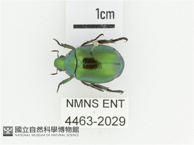 艷金龜藏品圖，第1張