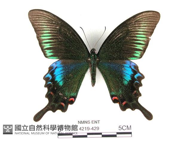 翠鳳蝶蘭嶼亞種藏品圖，第1張