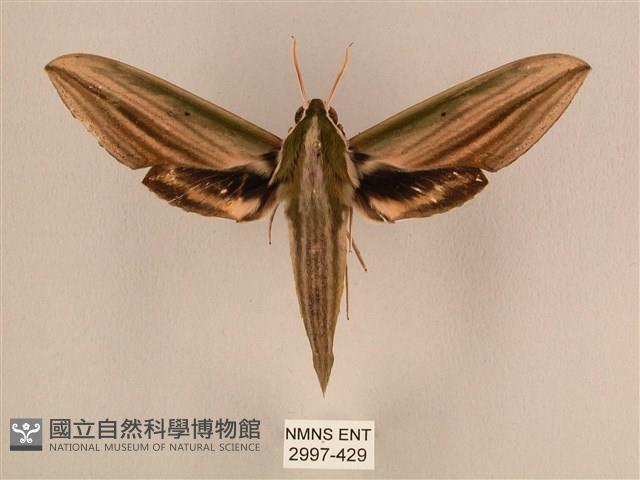 棕綠背線天蛾藏品圖，第1張