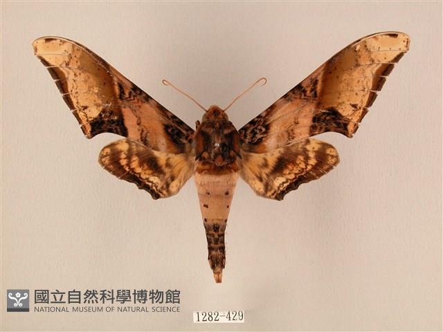 臀角斑天蛾藏品圖，第1張