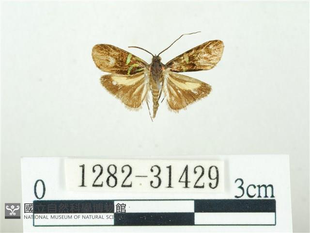 叉紋閃舞蛾藏品圖，第1張