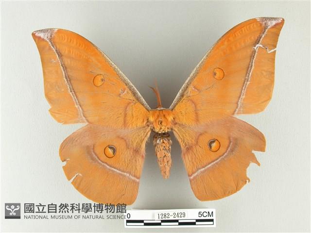 紅目天蠶蛾藏品圖，第1張