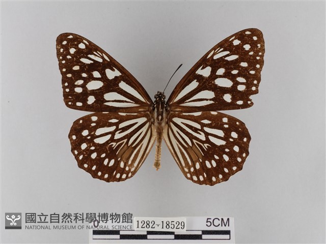 淡紋青斑蝶藏品圖，第1張