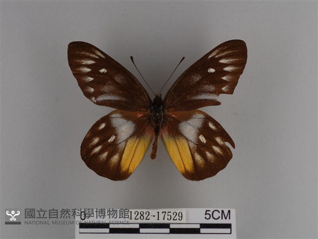豔粉蝶藏品圖，第1張