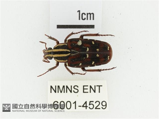 巴蘭陷紋金龜藏品圖，第1張