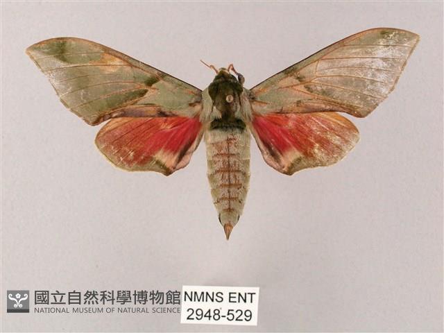 榆綠天蛾藏品圖，第1張