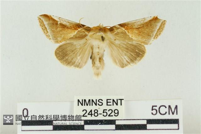 印華波紋蛾藏品圖，第1張