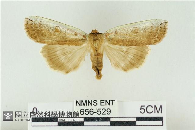 臺洒波紋蛾藏品圖，第1張