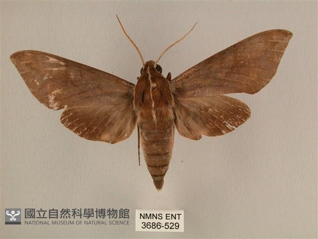 背中白天蛾藏品圖，第1張