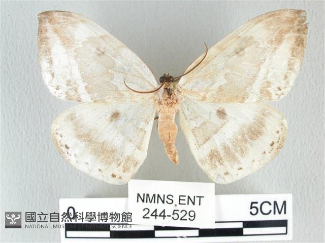圓翅大鉤蛾藏品圖，第1張