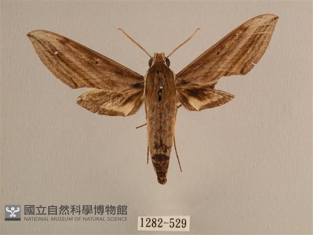 背線天蛾藏品圖，第1張