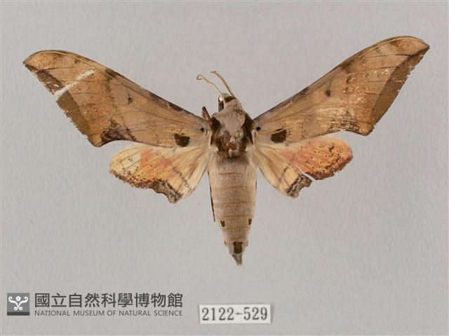 廣東鷹翅天蛾藏品圖，第1張