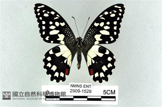 花鳳蝶、無尾鳳蝶藏品圖，第1張