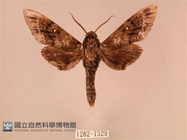 白星天蛾藏品圖，第1張