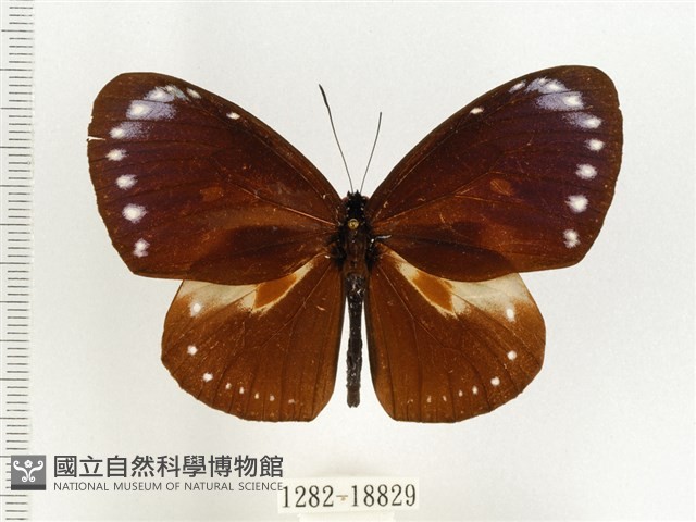 小紫斑蝶藏品圖，第1張