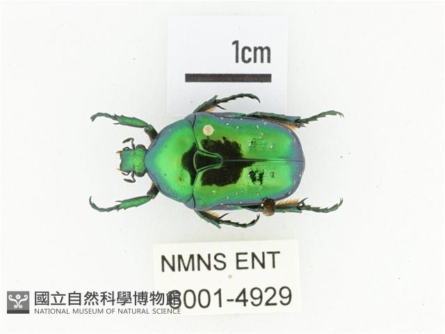 藍艷白點花金龜藏品圖，第1張