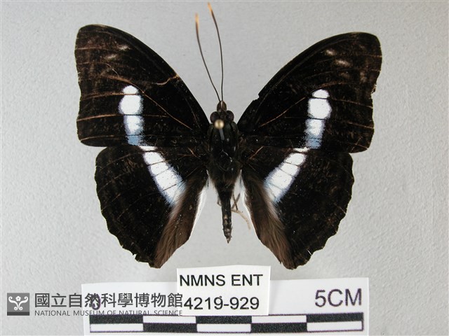 異紋帶蛺蝶藏品圖，第1張