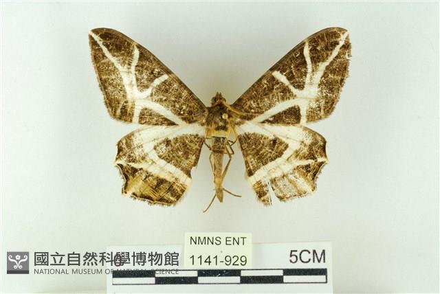 樹形尺蛾藏品圖，第1張