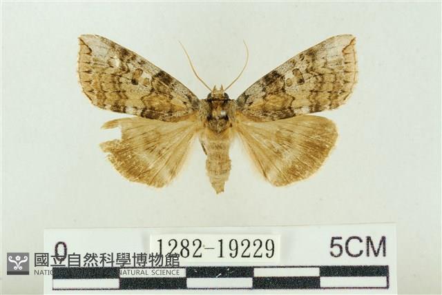 雙環波紋蛾藏品圖，第1張