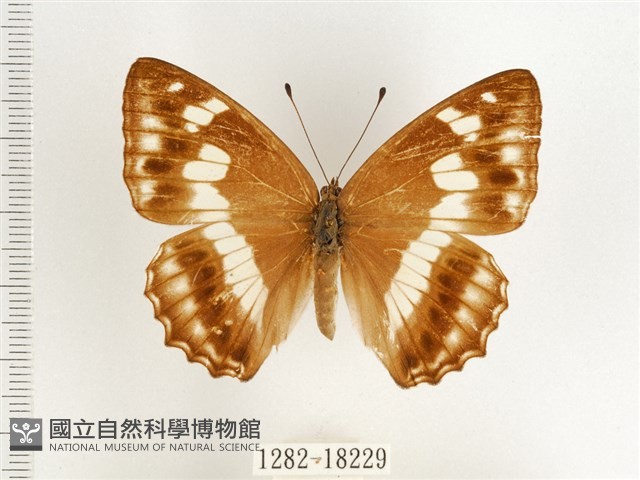 普氏白蛺蝶藏品圖，第1張