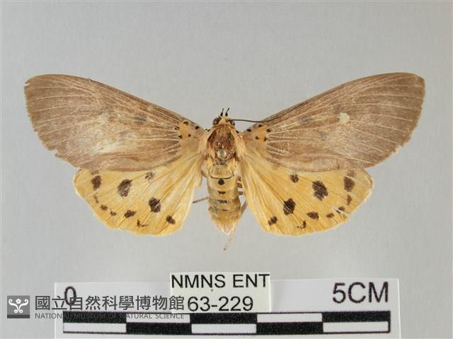 一點擬燈蛾藏品圖，第1張