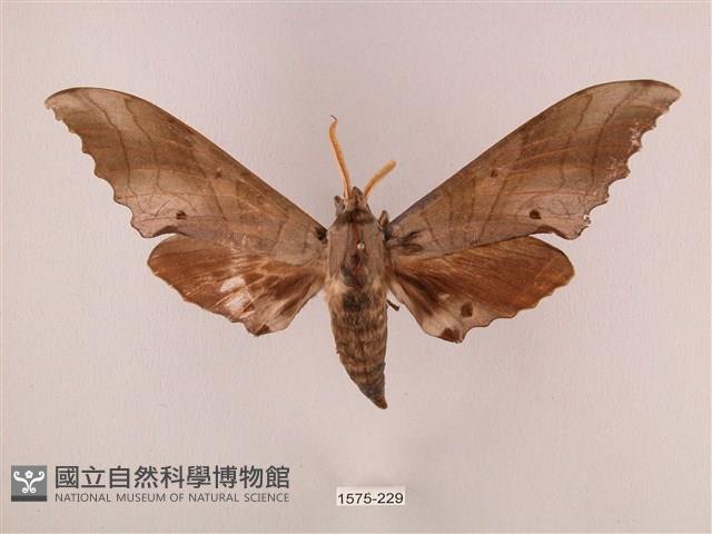 栗六點天蛾藏品圖，第1張