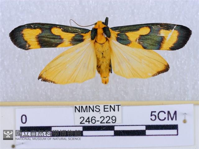 閃光苔蛾藏品圖，第1張