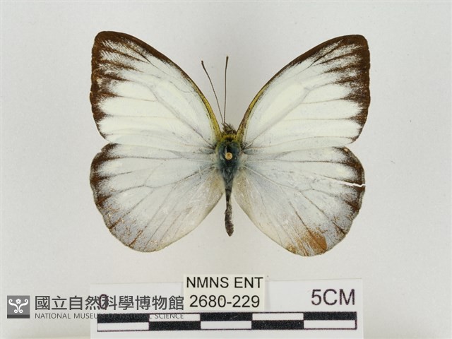 淡褐脈粉蝶藏品圖，第1張