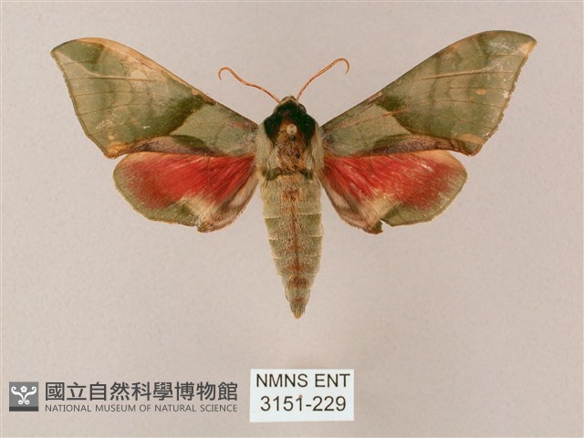 榆綠天蛾藏品圖，第1張