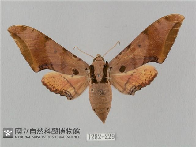 廣東鷹翅天蛾藏品圖，第1張