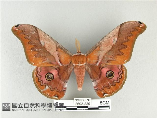 雙黑目天蠶蛾藏品圖，第1張