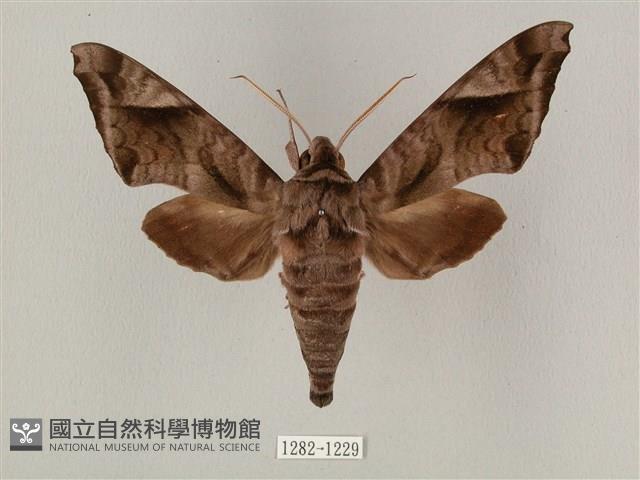 全緣缺角天蛾藏品圖，第1張