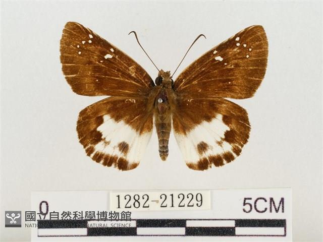 白裙弄蝶藏品圖，第1張