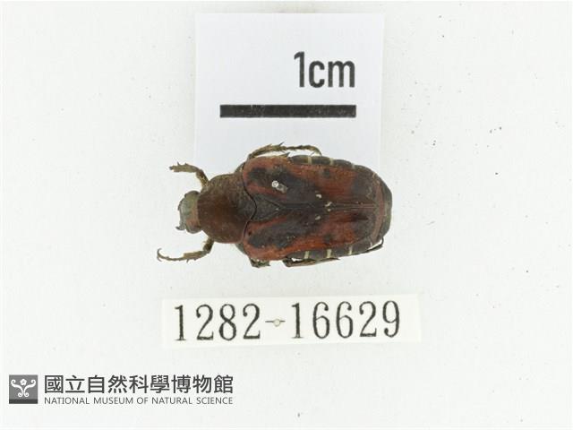 黑斑陷紋金龜藏品圖，第1張